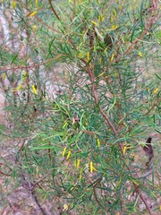 Persoonia nutans