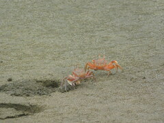 Ocypode gaudichaudii