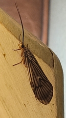Dicosmoecus