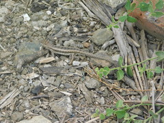 Microlophus occipitalis