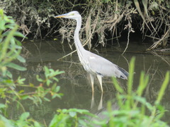 Ardea cinerea