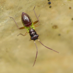 Pithanus maerkelii