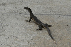 Varanus gouldii