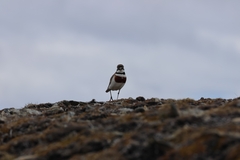 Charadrius bicinctus