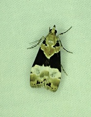 Eudonia aspidota