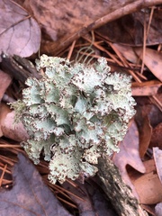 Platismatia tuckermanii