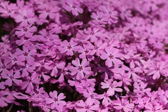 Phlox subulata