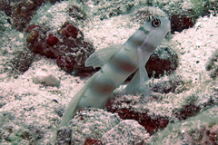 Amblyeleotris steinitzi