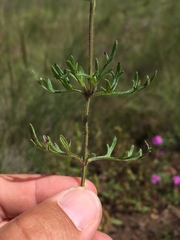 Glandularia pubera