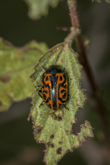 Calligrapha mexicana