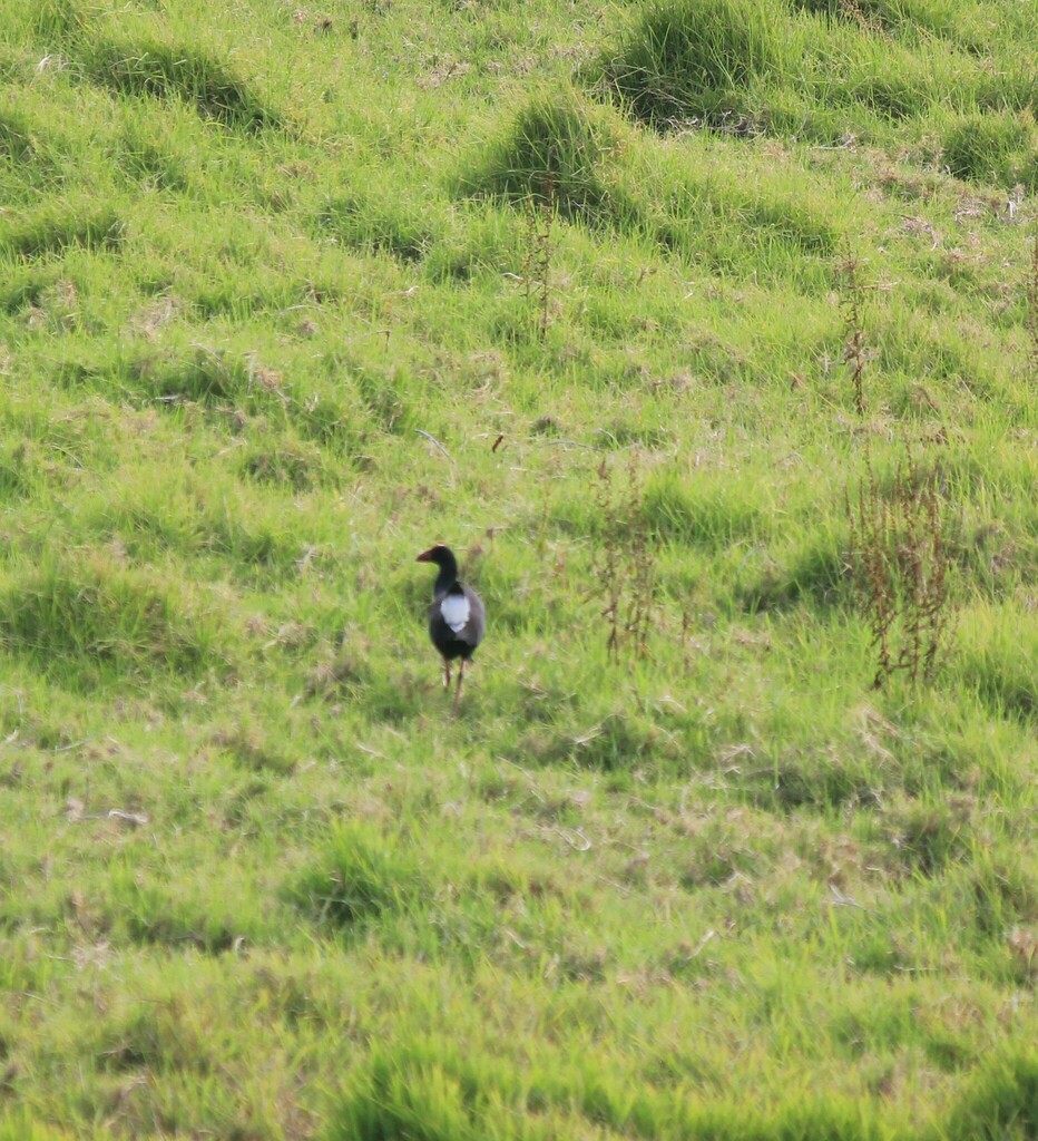 Australasian Swamphen from Lord Howe Island NSW 2898, Australia on