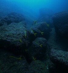 Mulloidichthys dentatus