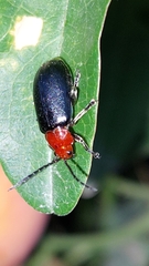 Cacoscelis nigripennis