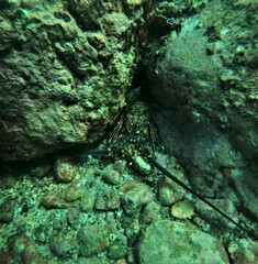 Panulirus inflatus