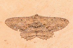 Chorodna creataria
