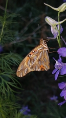 Dione vanillae