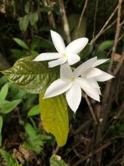 Bouvardia longiflora