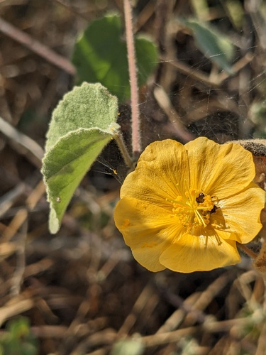Abutilon californicum (Abutilon californicum)