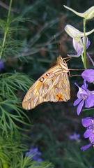 Dione vanillae