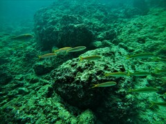 Mulloidichthys dentatus