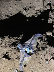 Holocerina smilax