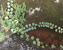 Evolvulus nummularius