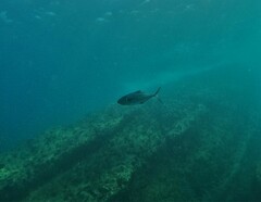 Caranx caballus