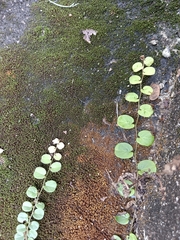 Evolvulus nummularius