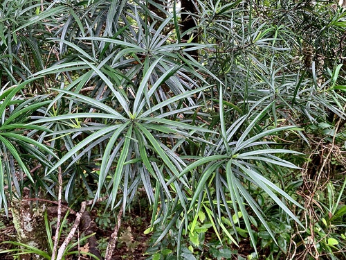 Austrotaxus spicata observed 2022-12-03