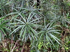 Austrotaxus spicata