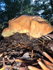 Suillus caerulescens