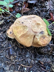 Suillus caerulescens