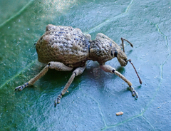 Leptopius tetraphysodes