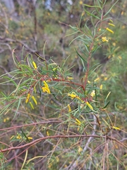 Persoonia nutans