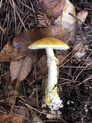 Amanita augusta