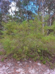 Persoonia nutans