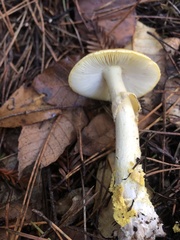 Amanita augusta