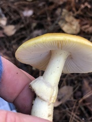 Amanita augusta