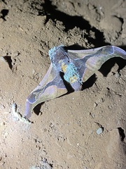 Holocerina smilax