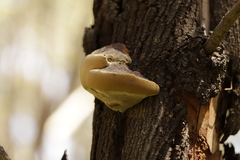 Laetiporus portentosus