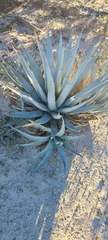 Agave deserti