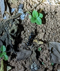 Paltothyreus tarsatus
