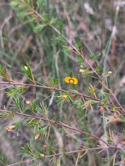 Dillwynia tenuifolia