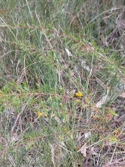 Dillwynia tenuifolia