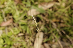 Pentapogon quadrifidus