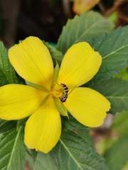 Ischiodon scutellaris