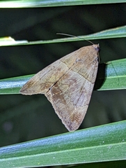 Poaphilini