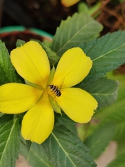 Ischiodon scutellaris