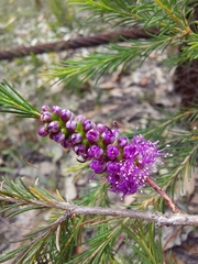 Melaleuca diosmatifolia