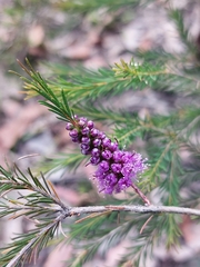 Melaleuca diosmatifolia